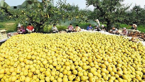 蚌埠羽絨加工基地躋身全省六強，區域特色產業迎來發展新契機